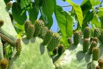Kaktus-Nachkommen - Auswandern und Leben auf Zypern