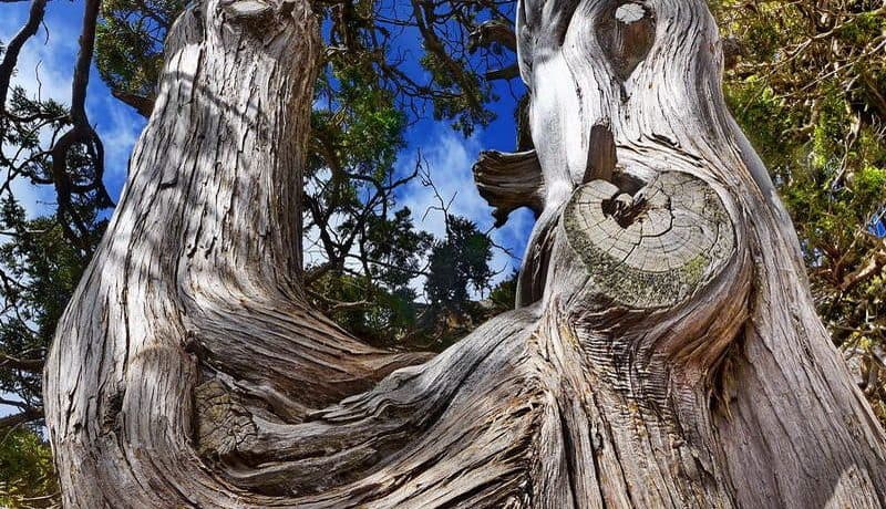 Baum im Troodos-Gebirge - Auswandern und Leben auf Zypern