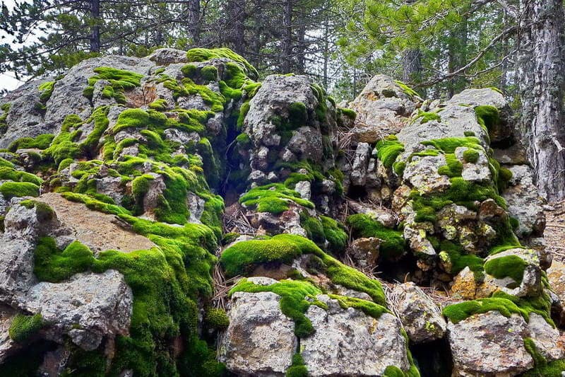 Grüne Felsen im Troodos-Gebirge - Auswandern und Leben auf Zypern