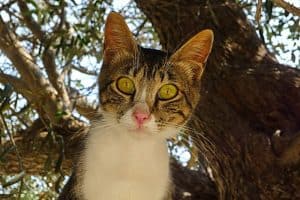 Auswandern nach Zypern - Agios Neofytos Cats-Park
